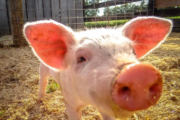 Picture of a Pig